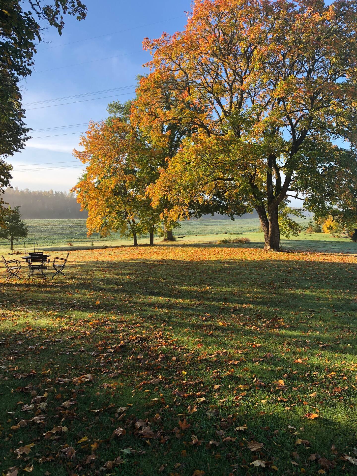 Große Eiche mit gelb-orangem Herbstlaub auf der Wiese, darunter gefallene Blätter und Gartenmöbel.