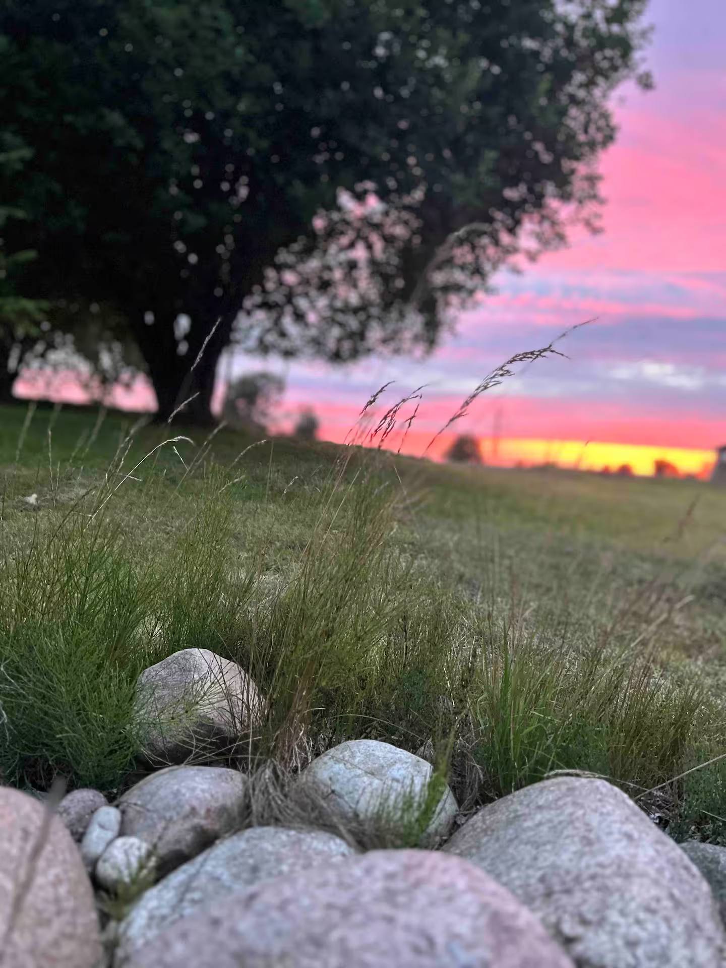 Große runde Feldsteine im hohen Gras, dahinter die Wiese und ein einzelner Baum in der Dämmerung.