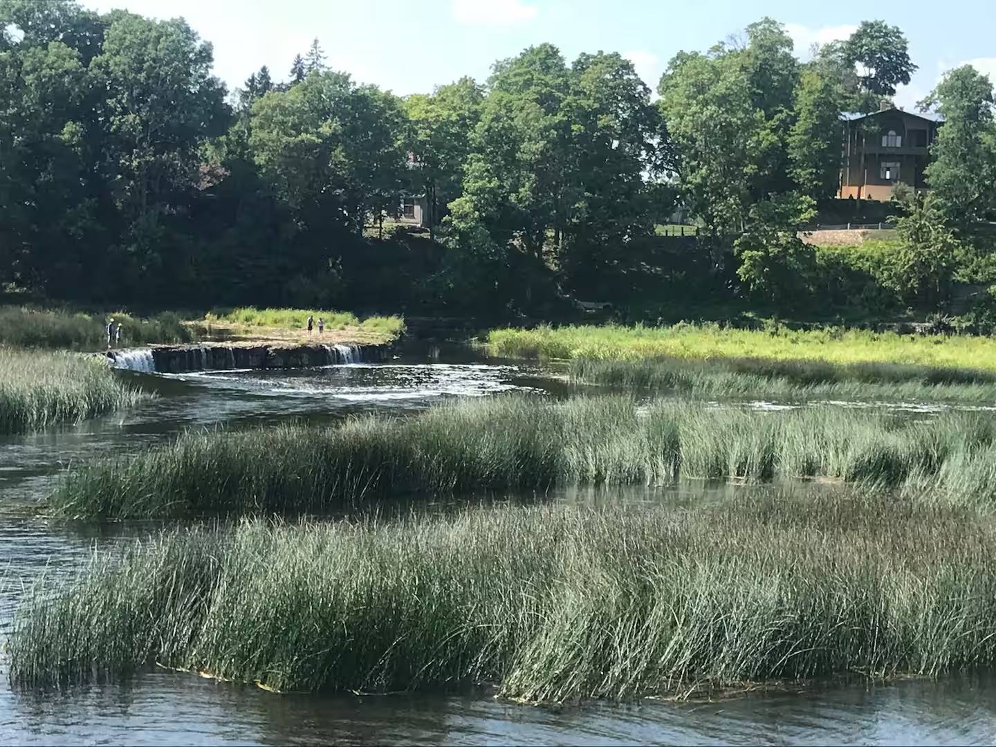 Ruhiger Fluss mit dichtem Schilf am Ufer, dahinter eine kleine Stromschnelle und Laubwald.