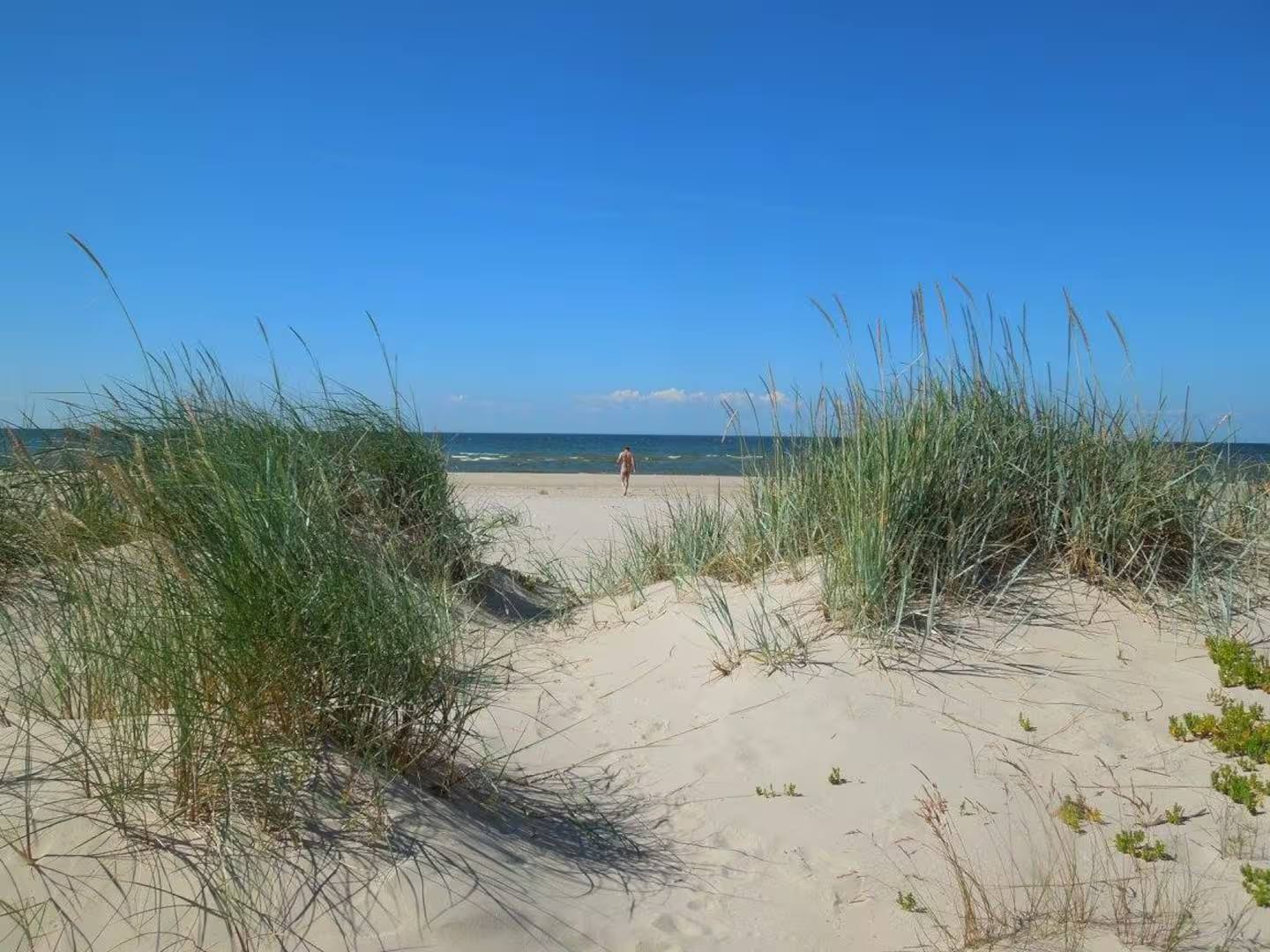 Dünen mit Strandgras an der lettischen Ostseeküste, dahinter der breite Sandstrand und das Meer unter blauem Himmel.