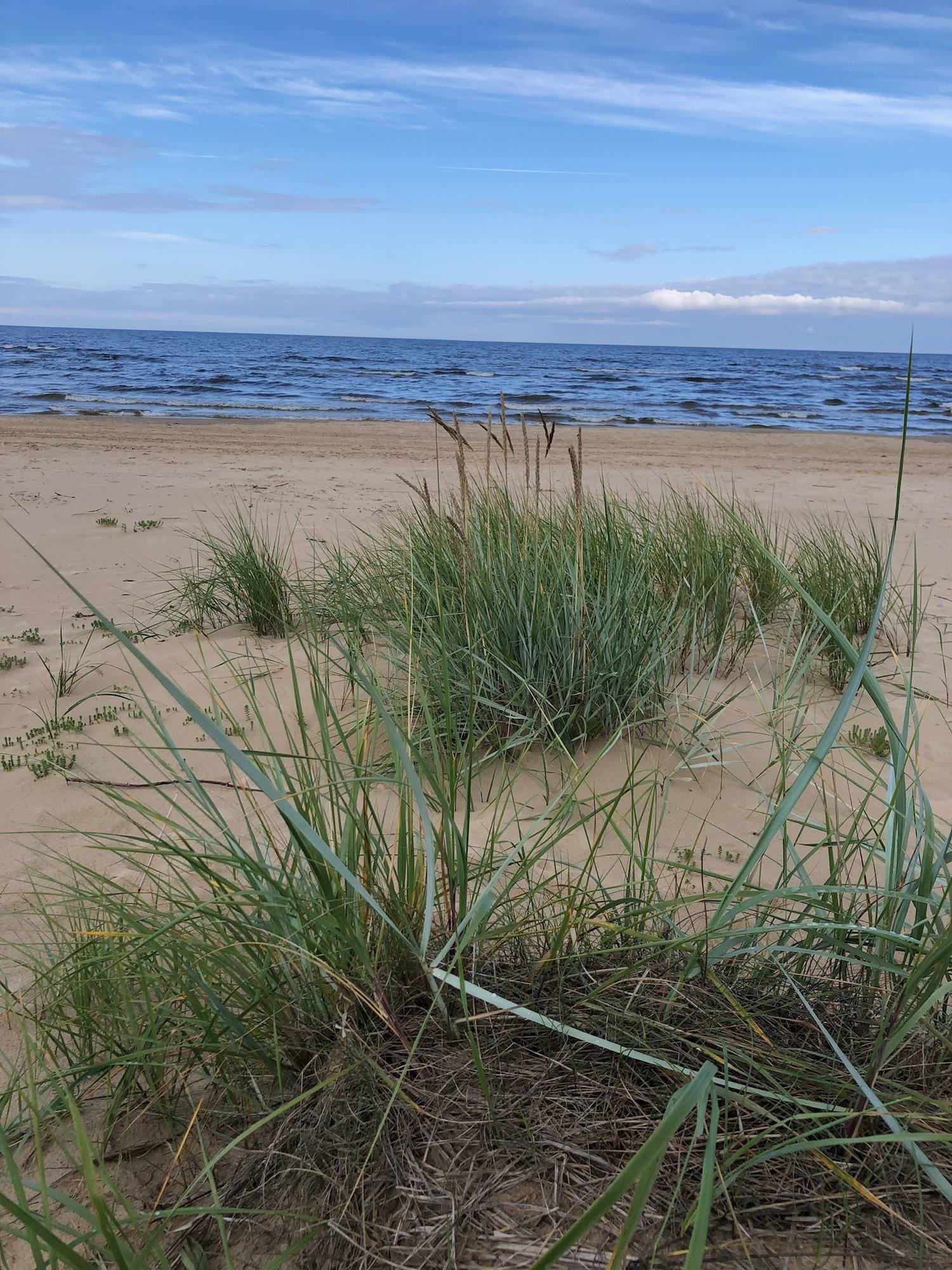 Nahsicht auf Strandhafer auf einer Düne, dahinter der Strand und die Ostsee unter bewölktem Himmel.