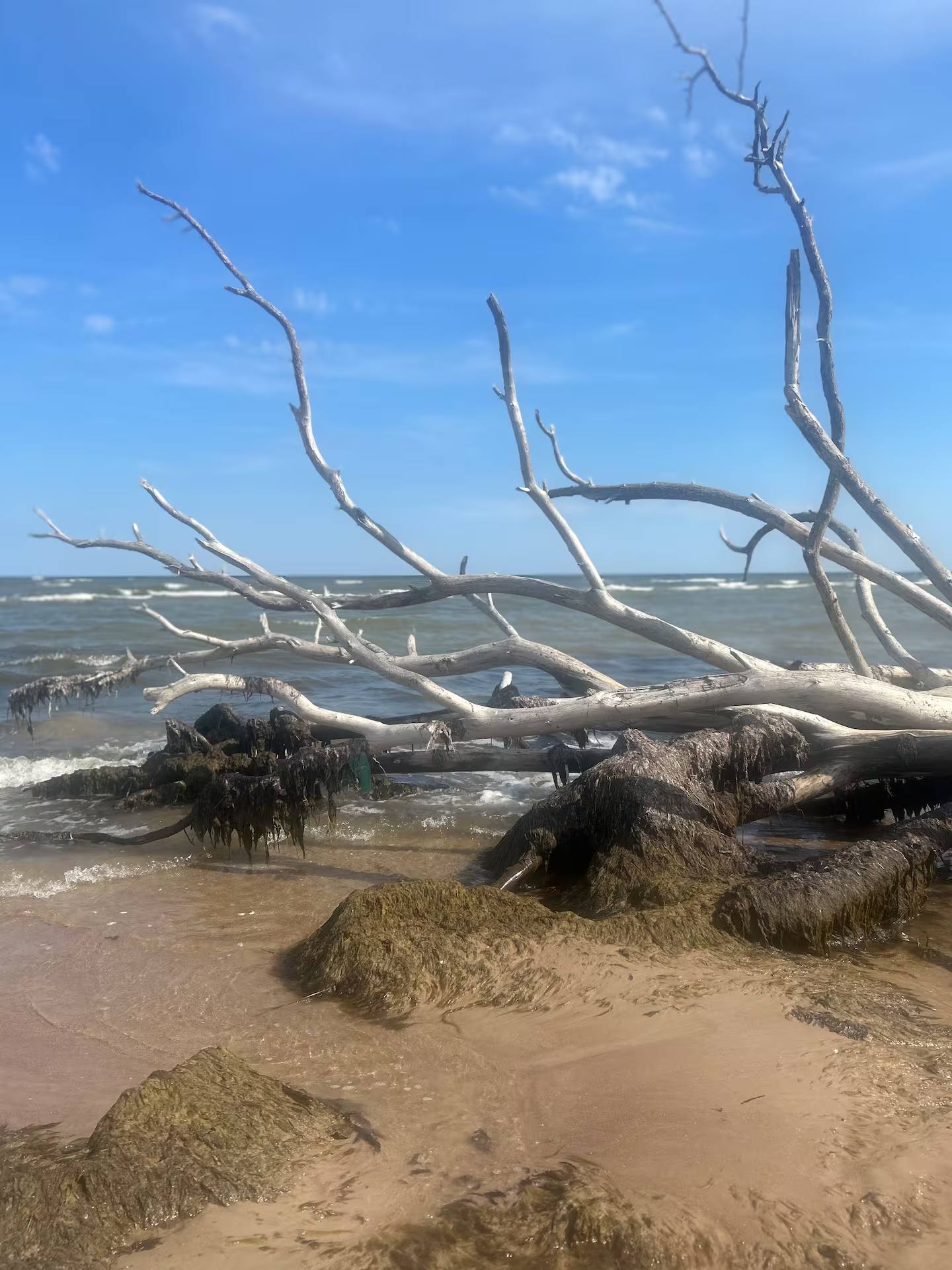 Großer entwurzelter Baum als Treibholz am Sandstrand, dahinter die bewegte Ostsee unter blauem Himmel.