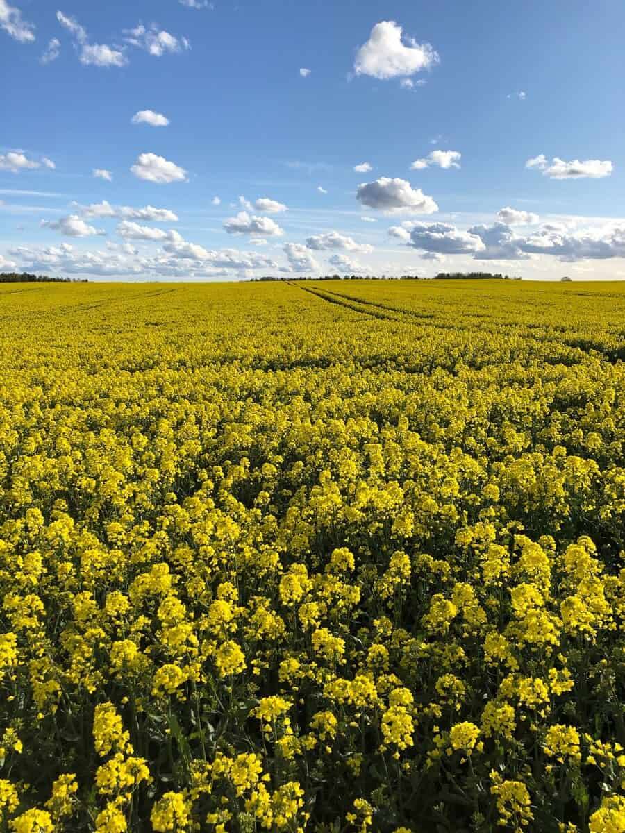Blühendes gelbes Rapsfeld bis zum Horizont unter blauem Himmel mit einzelnen Wolken.