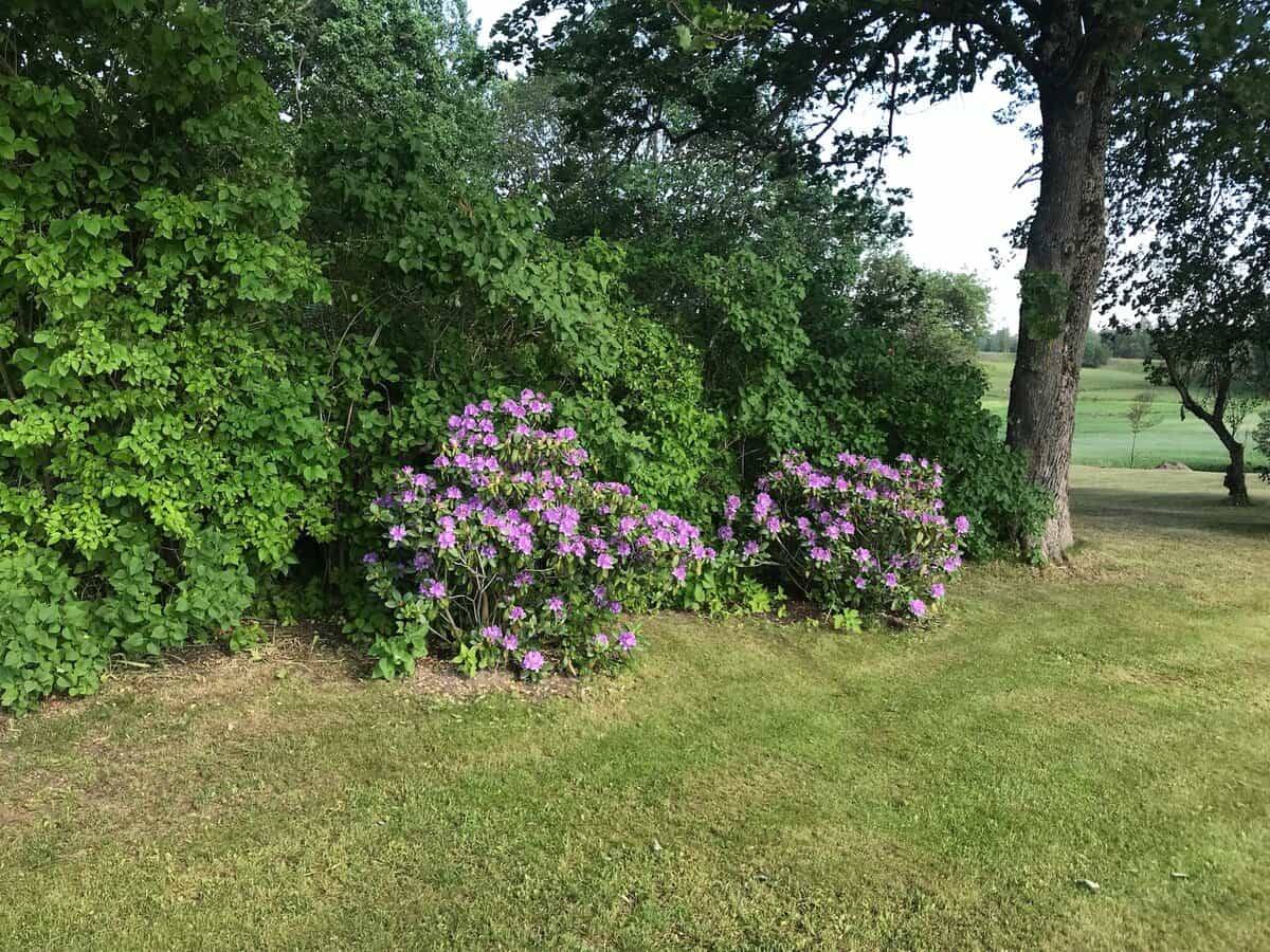 Blühender violetter Rhododendron am Rand der Rasenfläche, dahinter Bäume und offenes Feld.